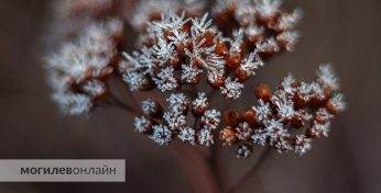 «Из тропиков в Арктику». На Беларусь идут первые заморозки