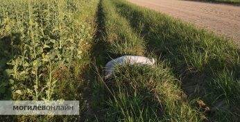 «Когда любовь заканчивается пакетом». Как в Могилеве хоронят домашних питомцев, чем это опасно и сколько стоит попрощаться с любимцем цивилизованно и без вреда для природы