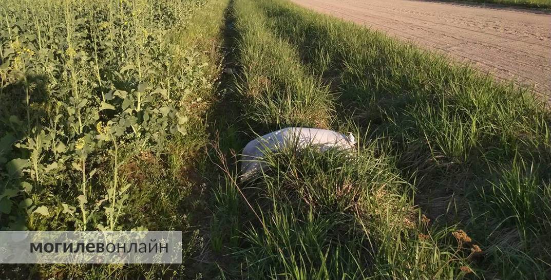 «Когда любовь заканчивается пакетом». Как в Могилеве хоронят домашних питомцев, чем это опасно и сколько стоит попрощаться с любимцем цивилизованно и без вреда для природы