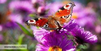 Пачынаем дзень з прыгажосці! Вось такімі фотоздымкамі матылькоў ужо паспелі з намі падзяліцца нашы чытачы