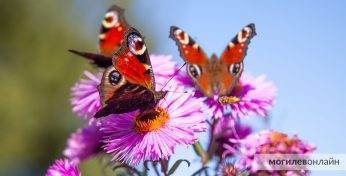 А вы заўважылі масавую навалу матылькоў у некаторых месцах на Магілёўшчыне? Мы заўважылі