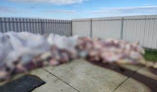 Под Витебском из-за халатности работника фермы погибло почти 700 поросят