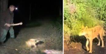 Сотрудник палкой убил волка в заказнике — Минприроды проводит проверку