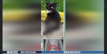 «Тестировал покупку». Минчанин выстрелил в кота из пневматической винтовки, сделав животное инвалидом на всю жизнь