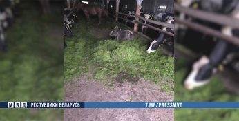 На ферме в Осиповичском районе 19 коров погибли из-за неправильного питания. Ответит руководитель