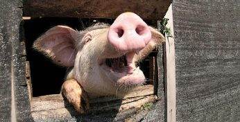 В России белоруса оштрафовали за комментарий из двух слов с имитацией поросячьего визга