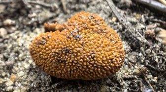 Ученые нашли в Беловежской пуще новый, похожий на трюфель гриб. Есть можно?