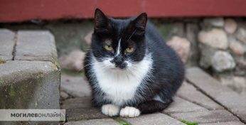 Погода в Могилеве с 20 по 26 октября: от +4 и дождь