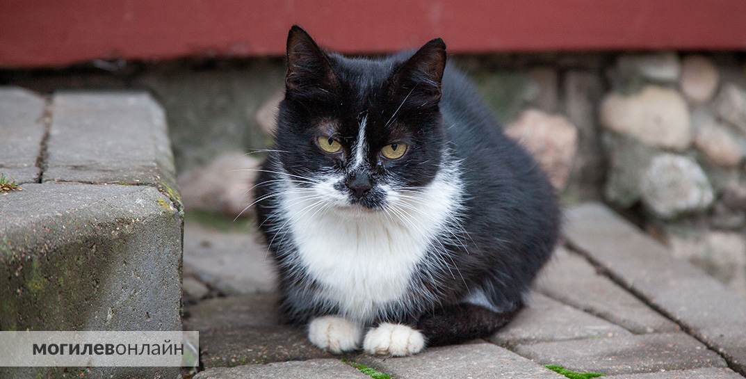 Погода в Могилеве с 20 по 26 октября: от +4 и дождь