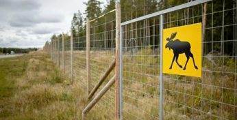 На трассе в Белыничском районе участились ДТП с дикими животными — с проверкой пришла прокуратура