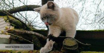 До +8 и дождь. Погода в Могилеве на неделю с 27 октября по 2 ноября