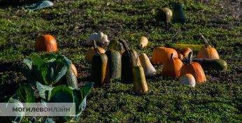 В Беларуси хотят по-новому облагать налогом доходы от продажи продукции с огорода