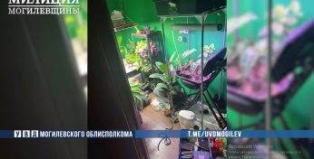30-летний могилевчанин увлекся растениеводством и вырастил в квартире мини-огород — сотрудники наркоконтроля такое хобби не оценили