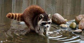 После 35-летнего отсутствия у нас снова появились еноты-полоскуны — рассказываем, что эти зверьки значат для белорусской экологии