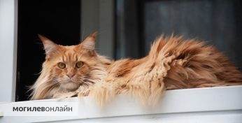 Пенсионерка вытолкнула кота из окна пятого этажа, он погиб. Как наказали женщину?