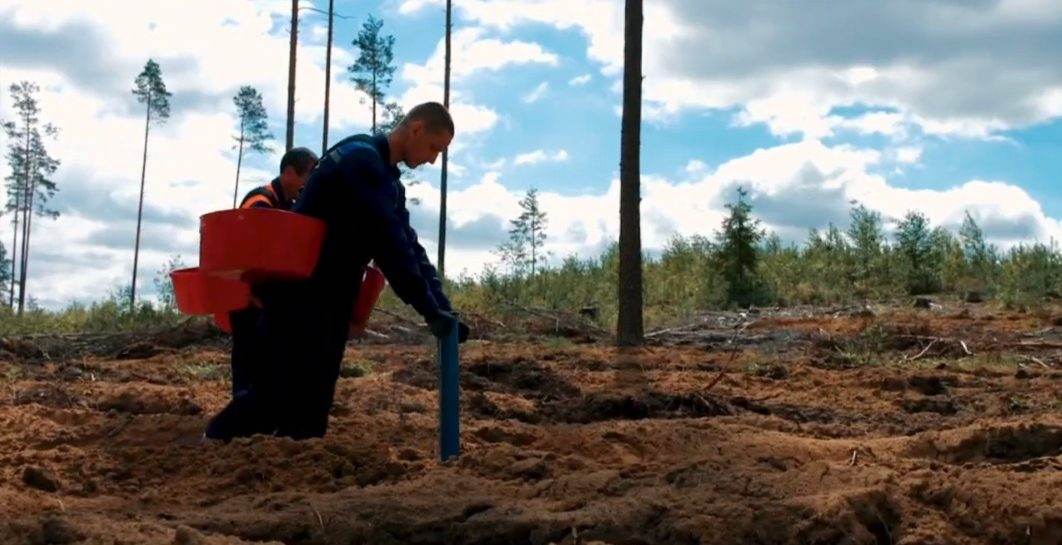 Жителей Могилевщины позвали помочь с посадкой леса. Когда пройдет акция и куда обращаться?