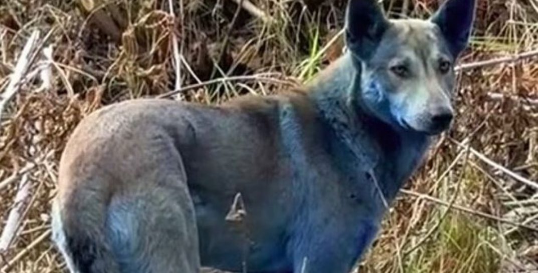В Чернобыльской зоне обнаружили собак с необычным синим окрасом