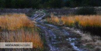 Какой будет погода в Могилевской области в начале следующей недели?