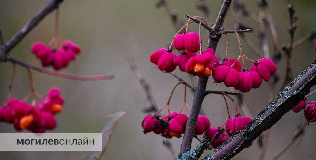 Готовимся к заморозкам. Какой будет погода в Могилевской области в начале следующей недели?