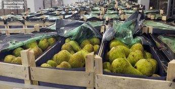 За неделю таможенники пресекли попытки нелегального вывоза из Беларуси в Россию более 100 тонн груш. В том числе и из Могилевской области