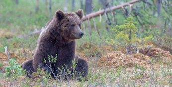 В Витебске завершили расследование по делу об убийстве краснокнижного бурого медвежонка. Какой штраф и срок грозят браконьеру?