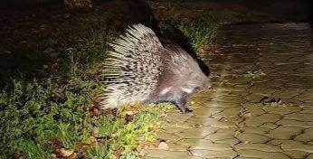 Пад Гомелем жыхары вёскі спрабуюць злавіць збеглага дзікабраза. Жывёла блукае на волі ўжо некалькі месяцаў