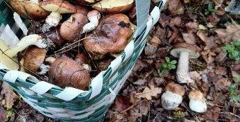 «Прорвало, наконец-то!» — Грибники Могилевщины отрапортовали о старте волны маслят. Где пошли?