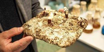 Немецкие ученые предложили заменить привычные утеплители из пенопласта… грибами