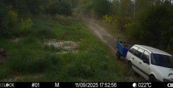 Под Бобруйском с помощью фотоловушки выявили мужчину, который устроил в лесу свалку