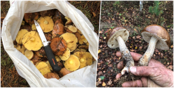 «Дали жару» — Узнали, какие грибы и где собрали жители Могилевщины в лесах за неделю