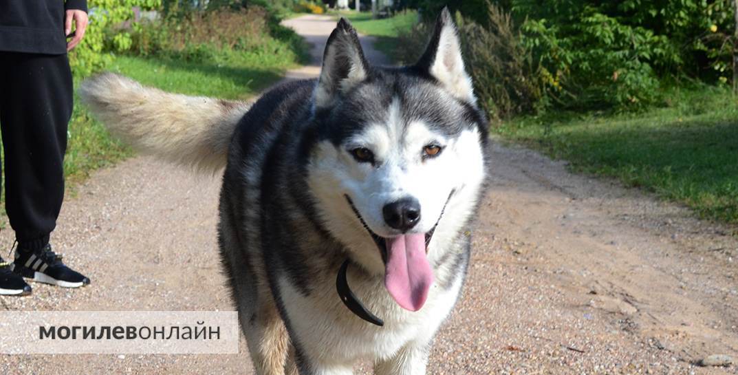 В Беларуси увеличат налог на содержание собак