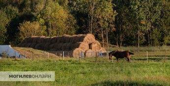 Правительство определило, за что председателям райисполкомов будут давать премии