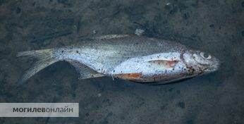 В Чериковском районе браконьеры «нарыбачили» на 15 тысяч рублей. Это не все, что они теперь должны государству