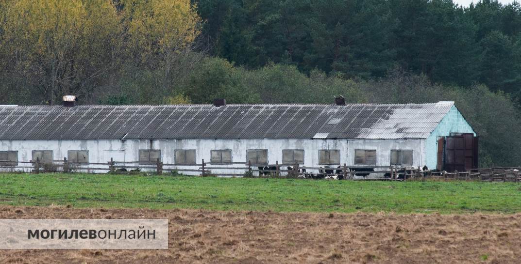 У Горках ратавальнікі спынілі пажар на ферме: уратавана 50 цялят