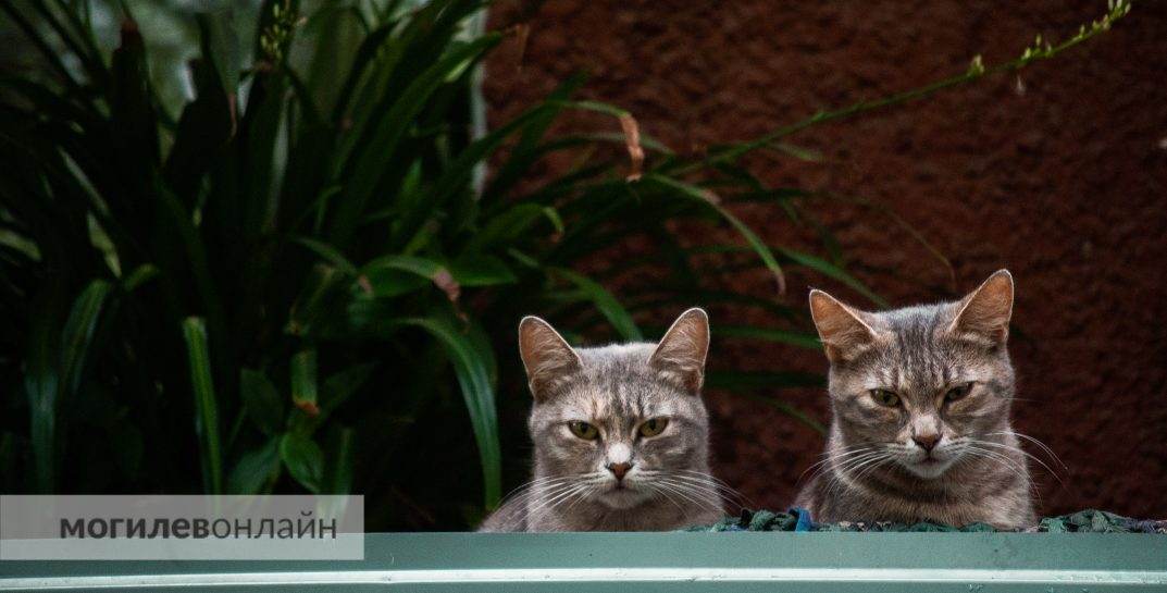 У Стамбуле мужчына пагадзіўся плаціць «аліменты» на катоў сваёй былой жонцы на працягу 10 гадоў пасля разводу
