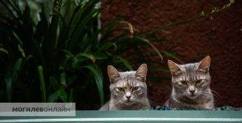 У Стамбуле мужчына пагадзіўся плаціць «аліменты» на катоў сваёй былой жонцы на працягу 10 гадоў пасля разводу