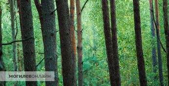 На Могилевщине будут судить егеря, который причинил вред природе на 12 тысяч рублей