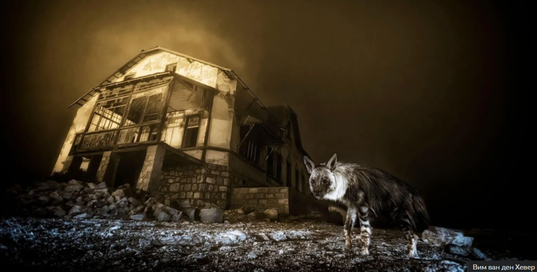 В Великобритании объявили победителя престижного конкурса «Фотограф дикой природы года 2025». Собрали самые эффектные кадры