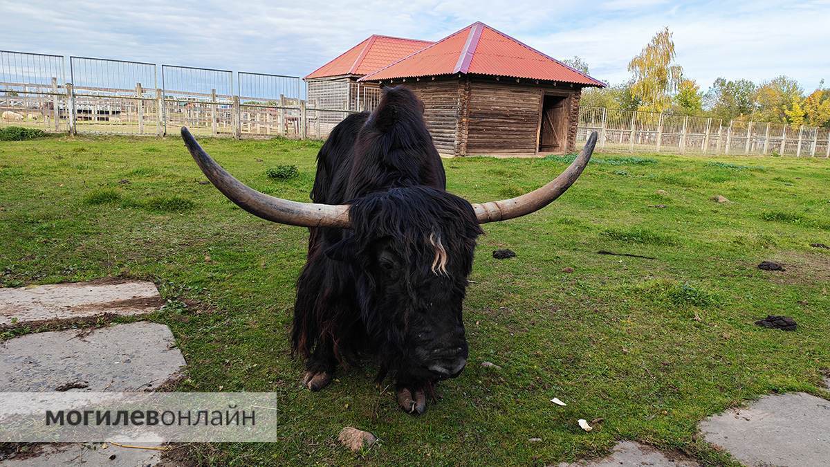 Яки, питоны, альпаки и даже кенгуру: Могилевский зоосад ждет новых постояльцев