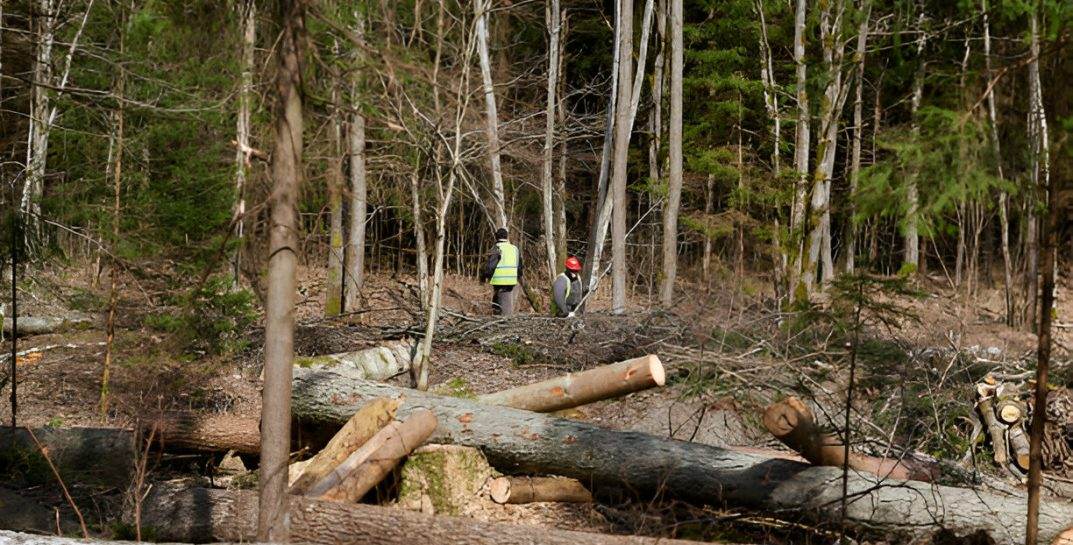 Экс-руководителя одного из лесхозов Могилевской области судят по делу о взятках на 600 тысяч рублей