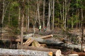 Экс-руководителя одного из лесхозов Могилевской области судят по делу о взятках на 600 тысяч рублей