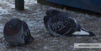 Под Могилевом заметили первый снег. Где успела показаться зима?