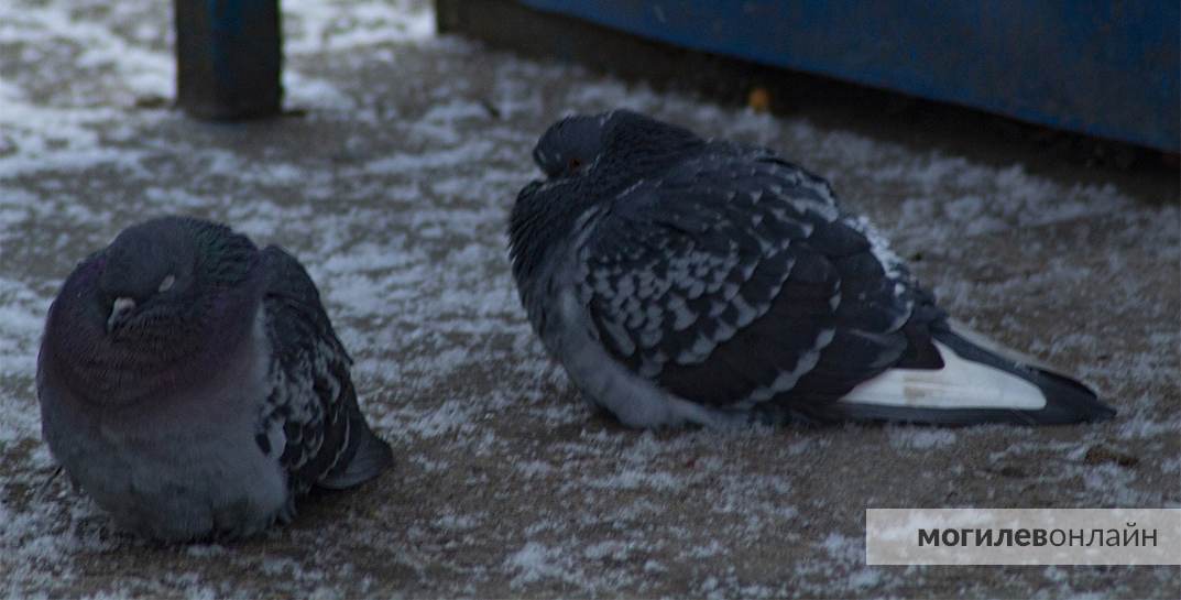 Под Могилевом заметили первый снег. Где успела показаться зима?