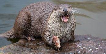 Выдры VS Серферы: на пляжах Калифорнии развернулась настоящая битва