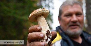 Надежда на белые все еще есть? Съездили поискать грибы под Могилевом и посмотрели, чем хвастались грибники в регионах