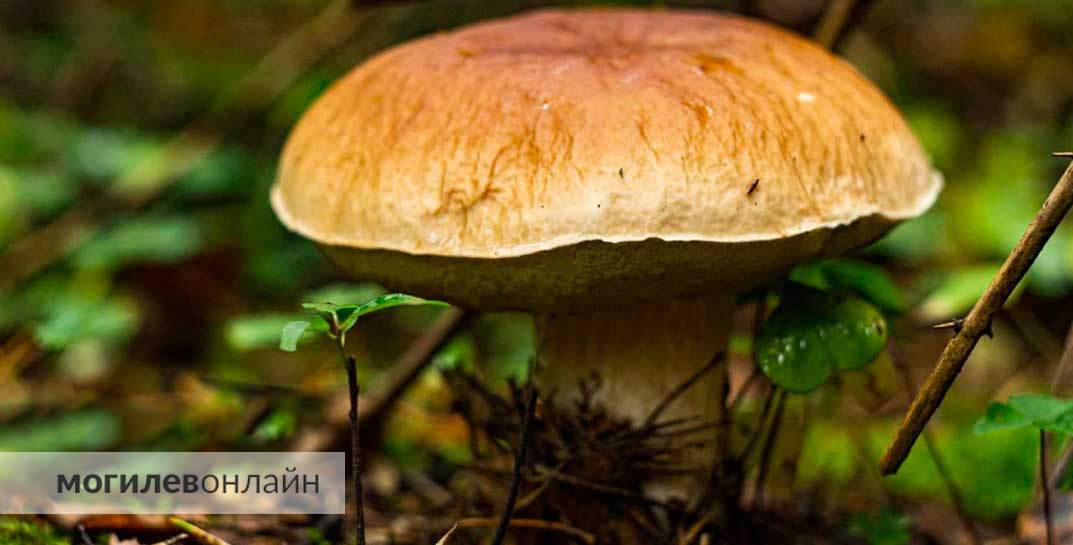Известный блогер набрал грибов в Чернобыльской зоне и отнес их на экспертизу. Вот результаты