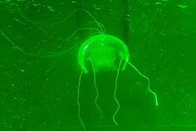 В Китае создали невидимого подводного робота-медузу. Для чего?