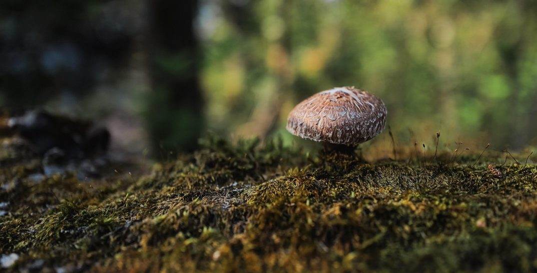 Ученые нашли чем заменить основу современной электроники… и она растет в лесу
