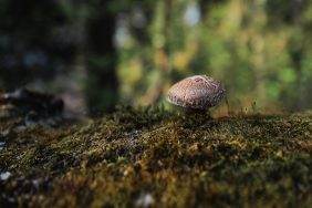 Ученые нашли чем заменить основу современной электроники… и она растет в лесу