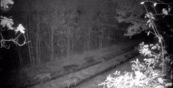 Видео с волчьей стаей из белорусского леса стало вирусным в TikTok — выглядит действительно жутковато